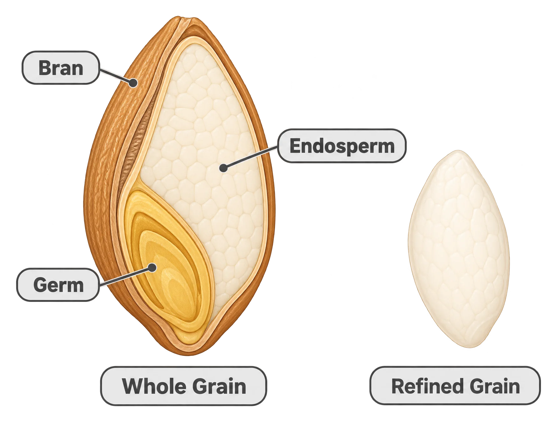 Cross-section of a whole grain kernel next to a refined grain kernel, showing the bran and germ layers present in the whole kernel but missing from the refined one.